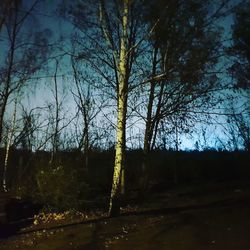 Bare trees on field against sky in forest