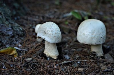 Close-up of mushroom growing in forest