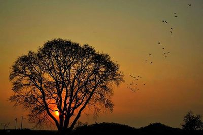 Low angle view of silhouette trees against sky