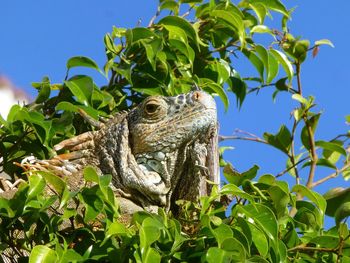 Low angle view of iguana on tree