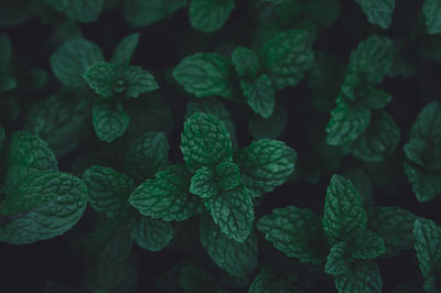 Close-up of green leaves