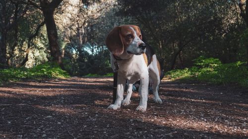 Portrait of dog looking away in forest