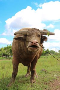 Horse standing in field