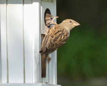 Close-up of bird