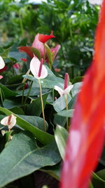 plant