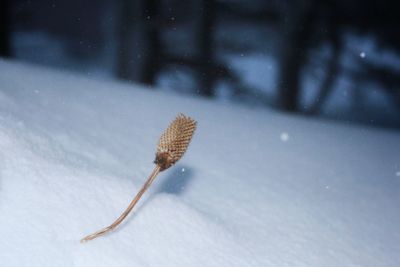 Close-up of snow on leaf during winter