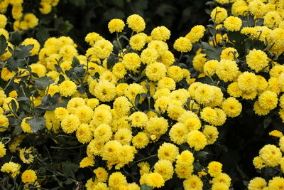 Close-up of yellow flowers blooming in field