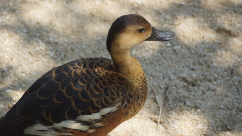 Close-up of duck on field