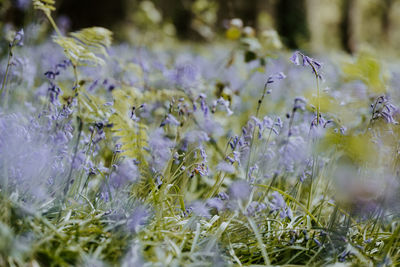 Close-up of purple flowering plants on field