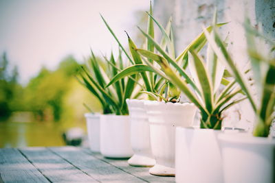 Close-up of potted plant on table