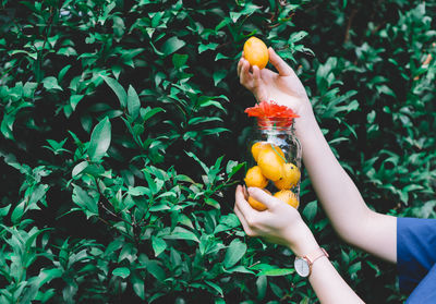 Cropped hands of woman holding bottle with marian plums and flowers by plants