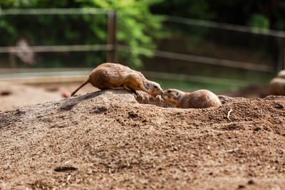 View of a reptile on field