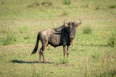 Blue wildebeest stands eyeing camera in grass