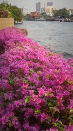 Close-up of pink flowers