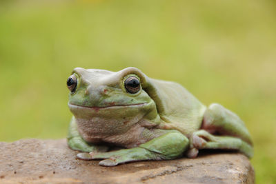 Close-up of a frog