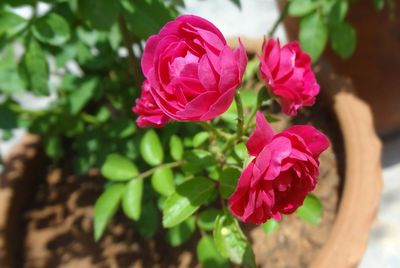 Close-up of flowers blooming outdoors