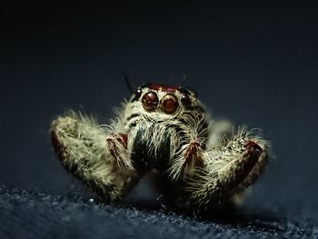 Close-up of spider on table