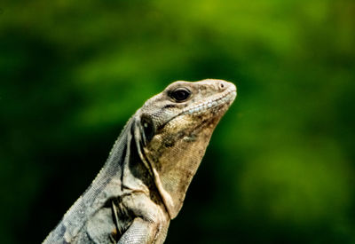 Close-up of lizard