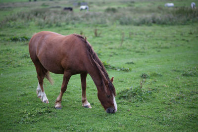 Brown horse grazing on field