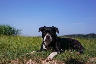 Portrait of a dog on field