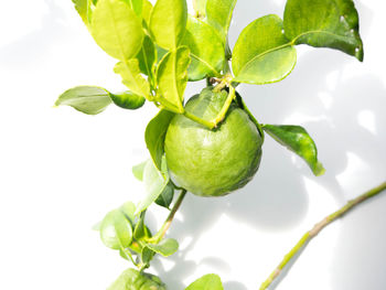 Close-up of fruits growing on plant against white background