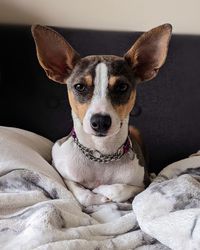 Portrait of dog lying down on couch