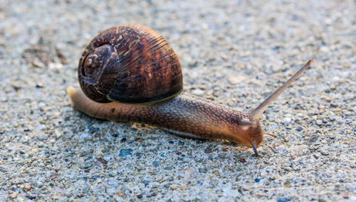 Close-up of snail on sand