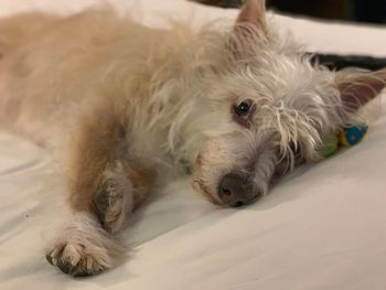 Close-up portrait of a dog resting