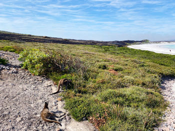 Lucky beach kangaroo 