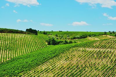 Scenic view of vineyard against sky