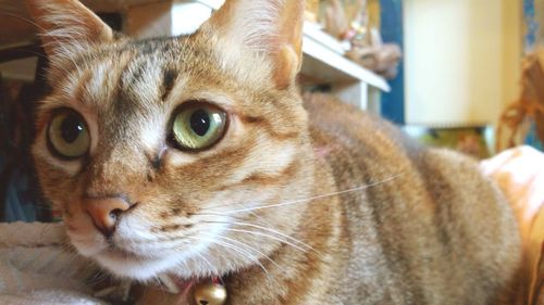 Close-up portrait of cat