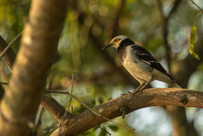 Close-up of bird perching on branch