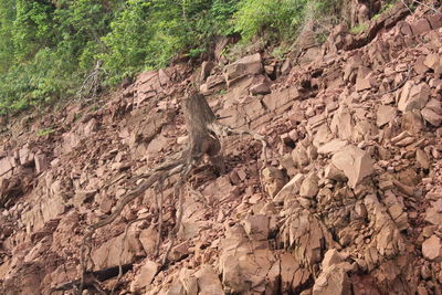 Low angle view of bird on rock