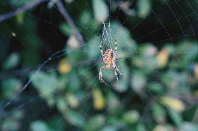 Close-up of spider on web