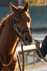 Close-up of hand holding horse