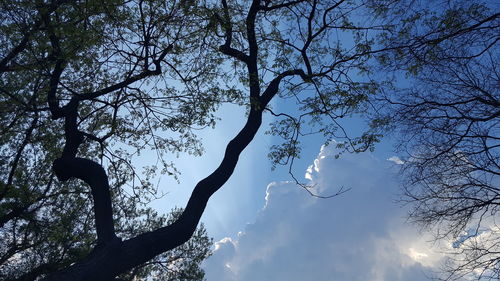 Low angle view of bare trees against sky