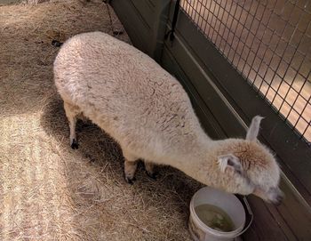 High angle view of sheep on field