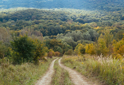 Road passing through forest