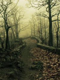 Dirt road amidst bare trees in forest