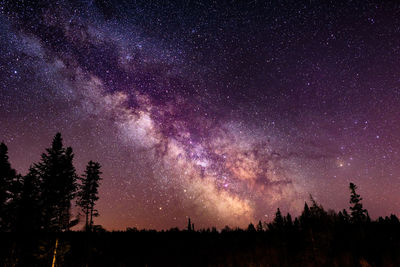 Silhouette trees against star field at night