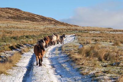 Horses on field against sky