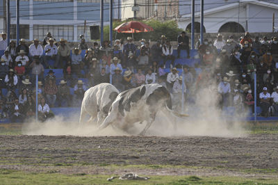 Traditional bullfights that take place in the city of arequipa, in southern peru