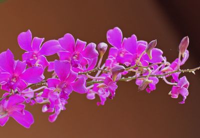 Close-up of pink flowers