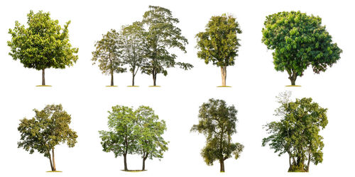 View of trees against white background