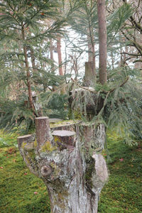 Trees growing in forest