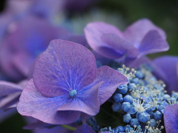 Close-up of purple flowers blooming outdoors