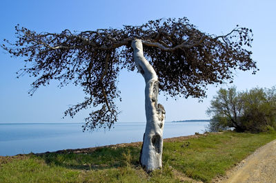 Bare trees on grassy field