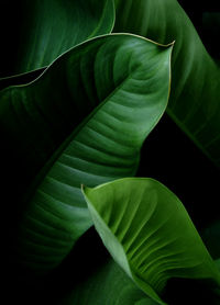 Close-up of green leaves on plant