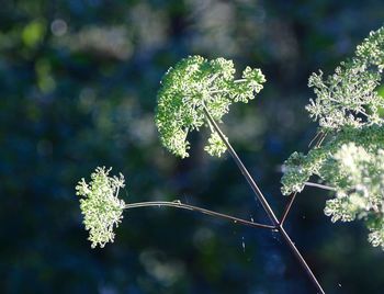 Close-up of plant