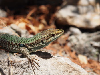 Close-up of lizard on rock